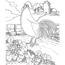 Gallo #4222
