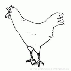 Gallo #4223