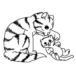 Gato #4308