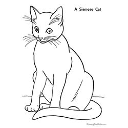 Gato #4310
