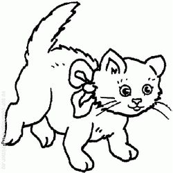 Gato #4314