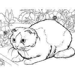 Gato #4319