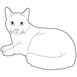 Gato #4328