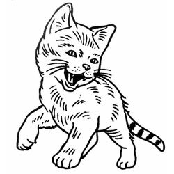Gato #4332