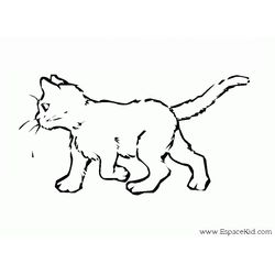 Gato #4334