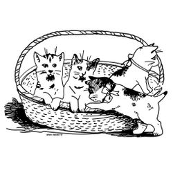 Gato #4338