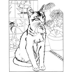 Gato #4351