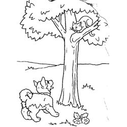 Gato #4352