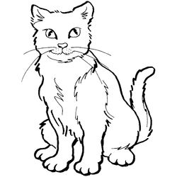 Gato #4355
