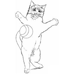Gato #4363