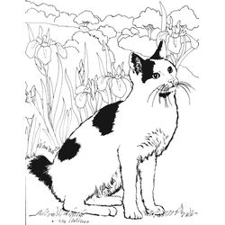 Gato #4365