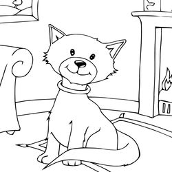 Gato #4371