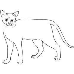 Gato #4377