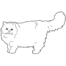 Gato #4378