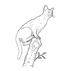 Gato #4380