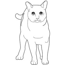 Gato #4397