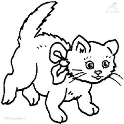 Gato #4398