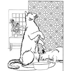 Gato #4416