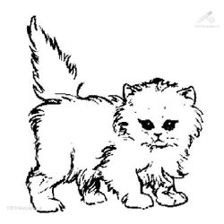 Gato #4423