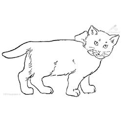 Gato #4424