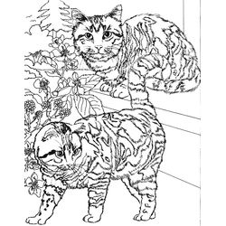 Gato #4425