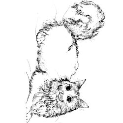 Gato #4428