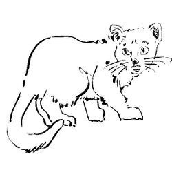 Gato #4429