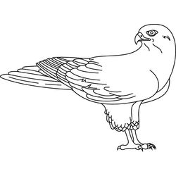 Halcón #4561