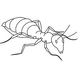 Hormiga #4821