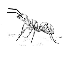 Hormiga #4822
