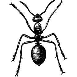 Hormiga #4826