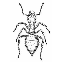 Hormiga #4827