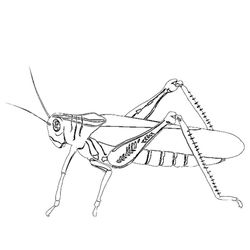 Hormiga #4844