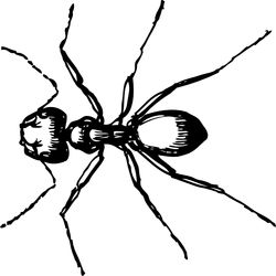 Hormiga #4864