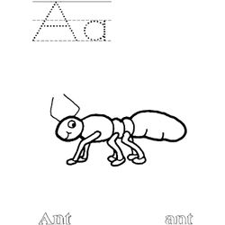 Hormiga #4891