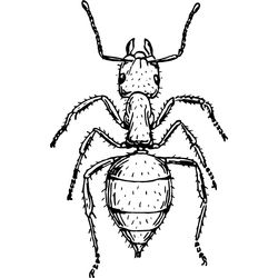 Hormiga #4892