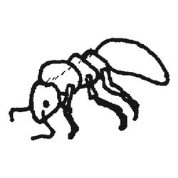 Hormiga #4894
