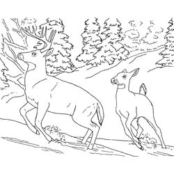 Ciervo #4971