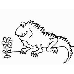 Iguana #5071