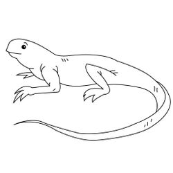 Iguana #5072