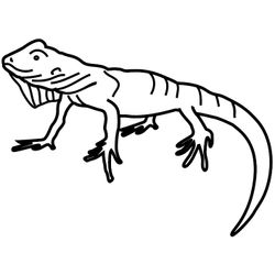 Iguana #5073