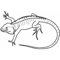 Iguana #5074
