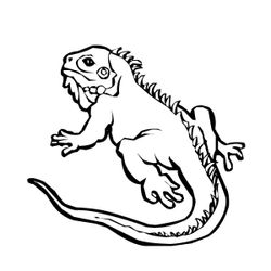 Iguana #5075