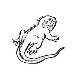 Iguana #5076