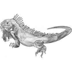 Iguana #5077
