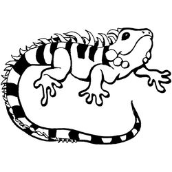 Iguana #5078
