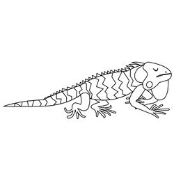 Iguana #5080