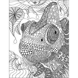 Iguana #5081