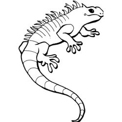 Iguana #5083