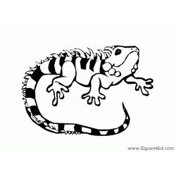 Iguana #5086